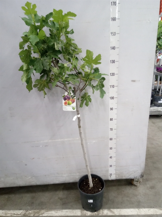 <h4>Ficus carica</h4>