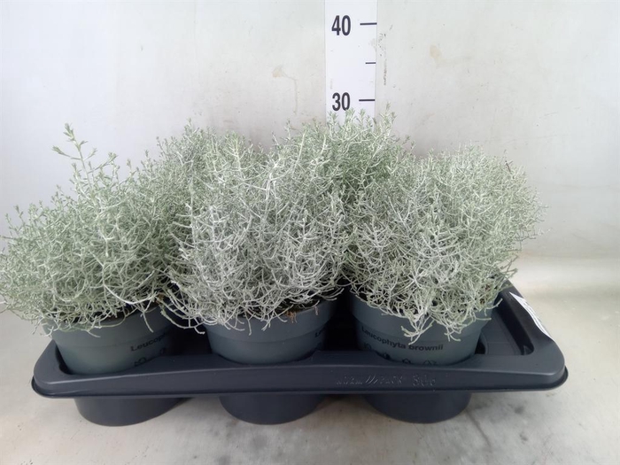 <h4>Leucophyta brownii</h4>