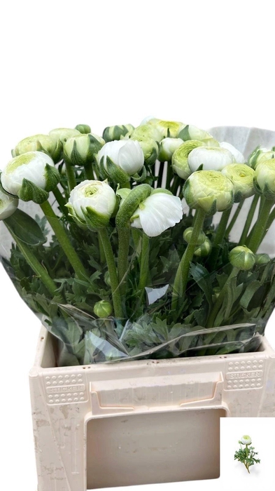 <h4>Ran Aazur White N L</h4>