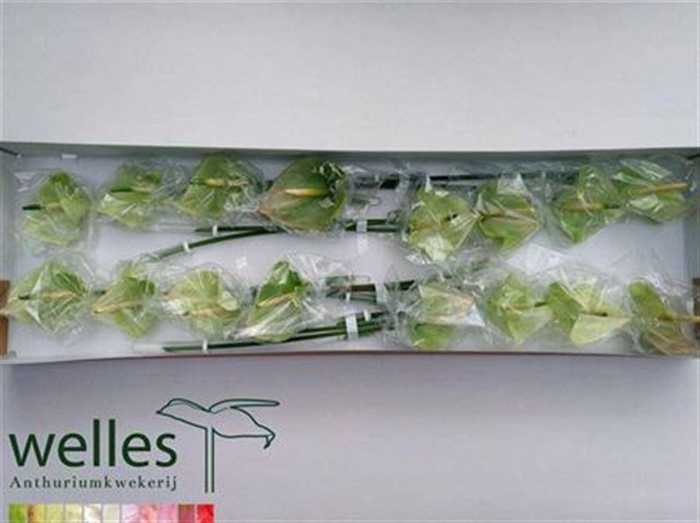 <h4>Anth A Pr Al Mint</h4>