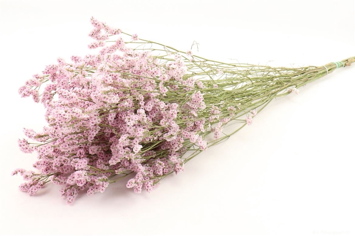 <h4>Bunch Limonium Diamond Slv 50g L60</h4>