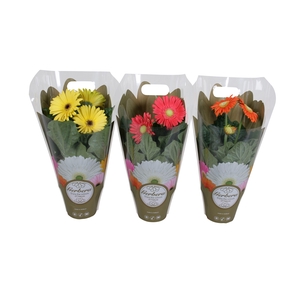 Gerbera belicht 12cm in exclusive carry bag