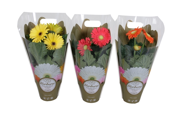 <h4>Gerbera belicht 12cm in exclusive carry bag</h4>
