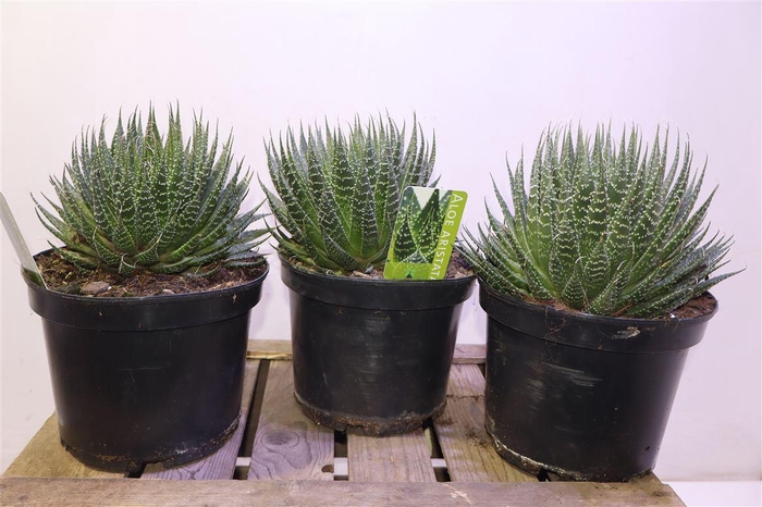 <h4>Aloe Aristata</h4>