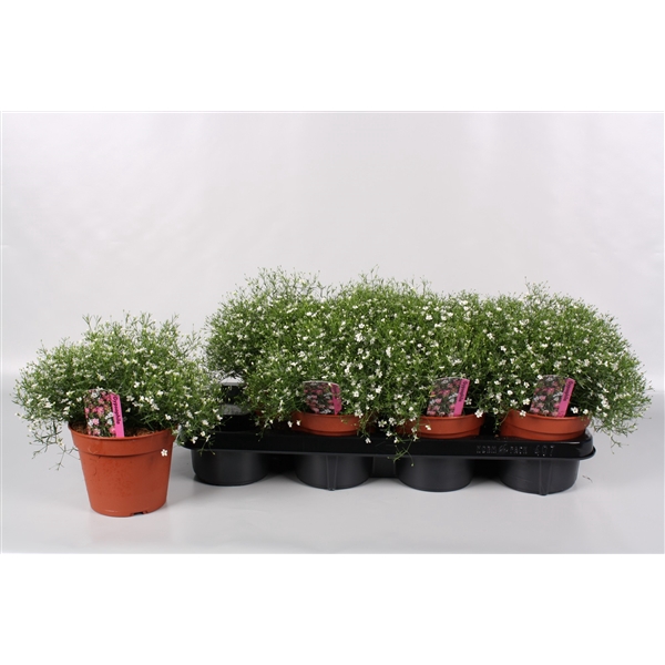 <h4>Gypsophila White</h4>