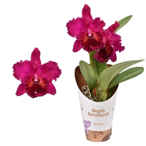 Cattleya grootbloemig mix 1 tak 2 knop 12 cm 1 kleur wit met paars .