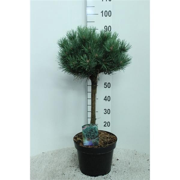 <h4>Pinus sylv. 'Watereri' op stam P29 potgedrukt</h4>
