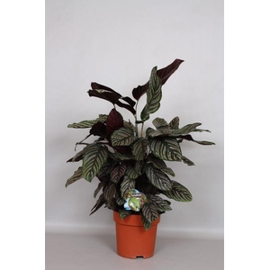 Calathea Sanderiana