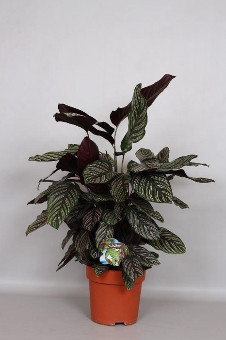 <h4>Calathea Sanderiana</h4>
