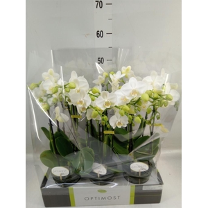 Phalaenopsis multi.   ...white