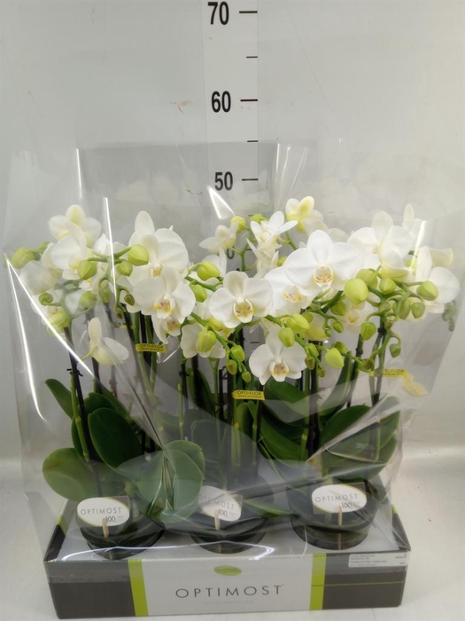 <h4>Phalaenopsis multi. ...white</h4>