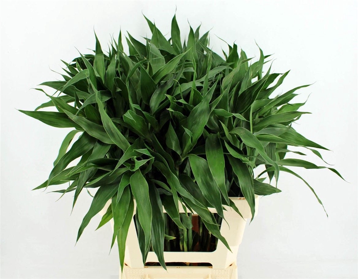 Drac Sand Lemon 62cm