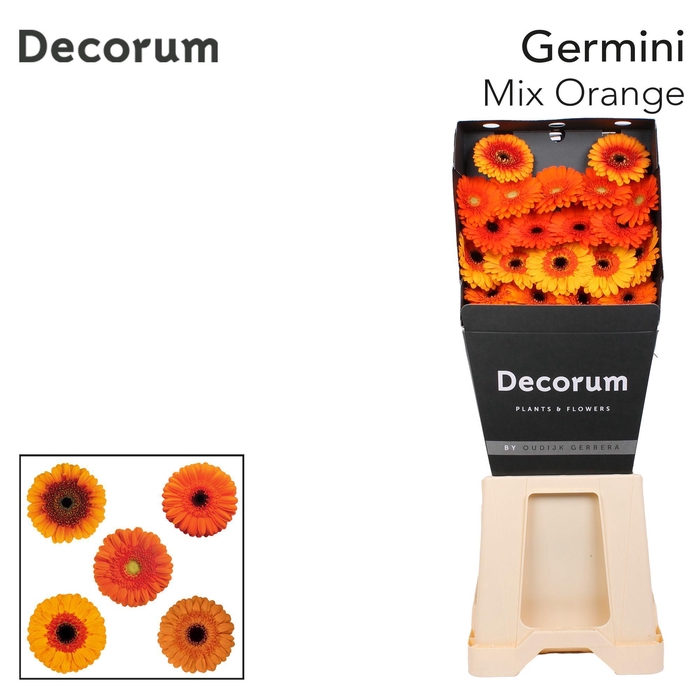<h4>Germini Mix Oranje Diamond Per Kaart</h4>