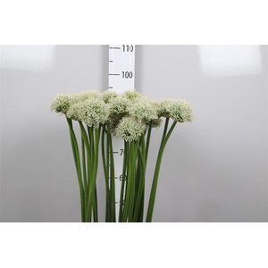 Allium Mount Everest