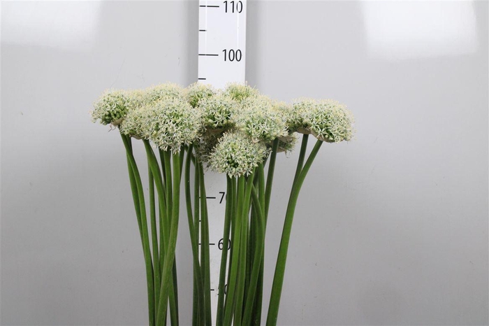 <h4>Allium Mount Everest</h4>