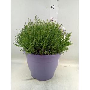 Lavandula angus. 'Essence Pure'