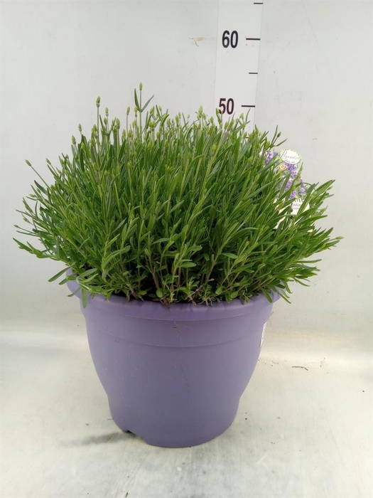 <h4>Lavandula angus. 'Essence Pure'</h4>