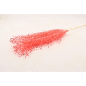 Dried Silvergrass Xl Cerise 5pc Bunch Slv