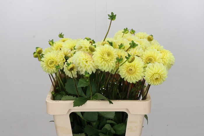 Dahlia Isa's Favourite