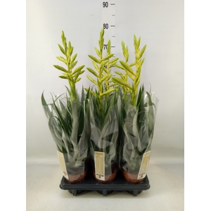 Tillandsia oerstediana