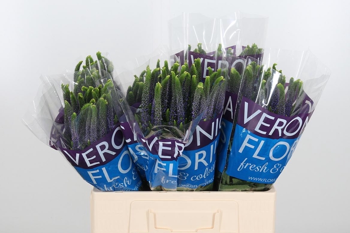 <h4>Veron Smart Diana</h4>