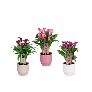 Zantedeschia gemengd Calla Valentijn mix in Jady keramiek