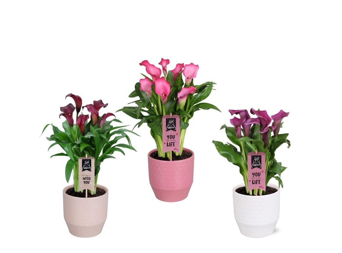<h4>Zantedeschia gemengd Calla Valentijn mix in Jady keramiek</h4>