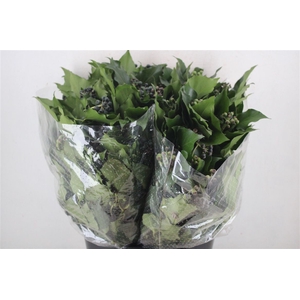 Hedera Berry 200gr P Bunch