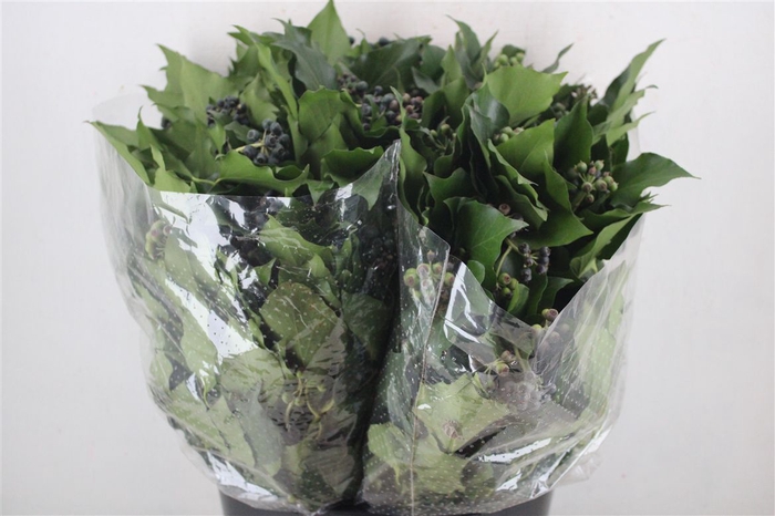 <h4>Hedera Berry 200gr P Bunch</h4>