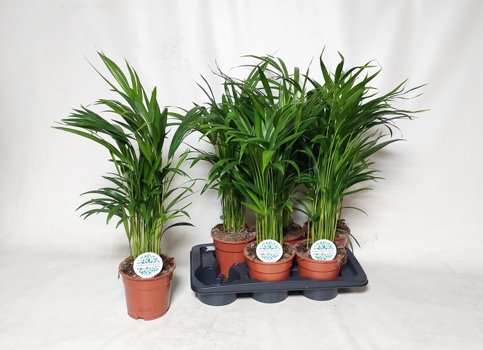 <h4>DYPSIS LUTESCENS</h4>