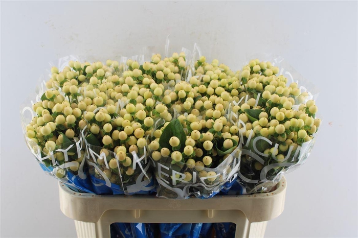 <h4>Hyp Coco Gelato</h4>