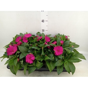 Impatiens NG 'Tamarinda Purple'