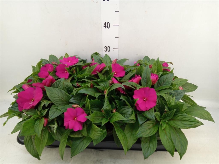 <h4>Impatiens NG 'Tamarinda Purple'</h4>