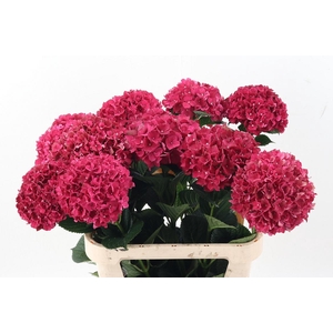 Hydr M Mag Rubyred