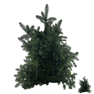 Abies Nob Blauw Kilo