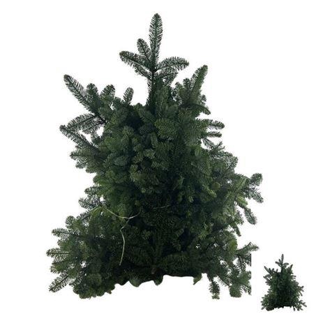 <h4>Abies Nob Blauw Kilo</h4>