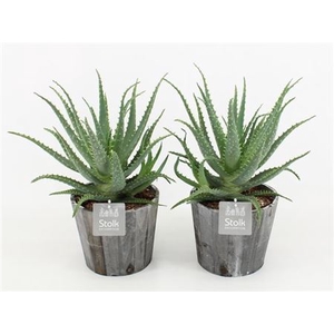 Aloe Arborescens Houten Pot