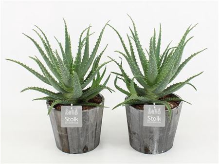 Aloe Arborescens Houten Pot