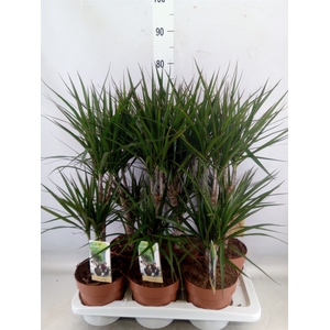 Dracaena marg.