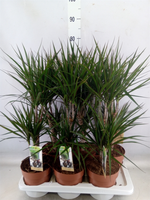 <h4>Dracaena marg.</h4>