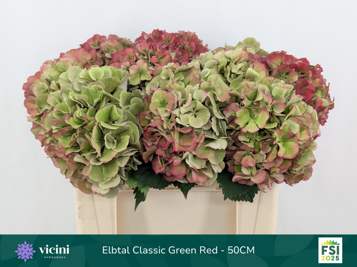 <h4>HYDR M ELBTAL CL</h4>