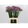 Allium Senescens