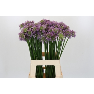 Allium Senescens