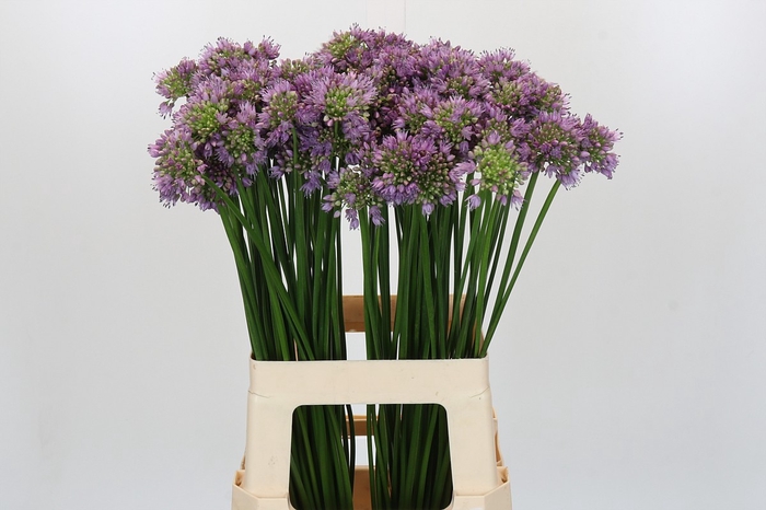 <h4>Allium Senescens</h4>