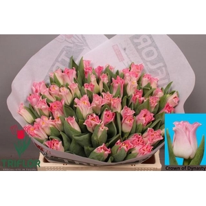 TU CO CROWN  DYNASTY