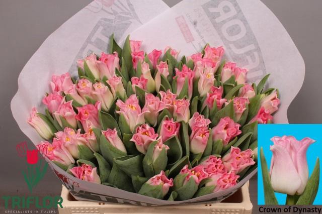 <h4>TU CO CROWN  DYNASTY</h4>