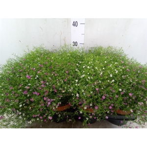 Gypsophila muralis   ...mix /pot
