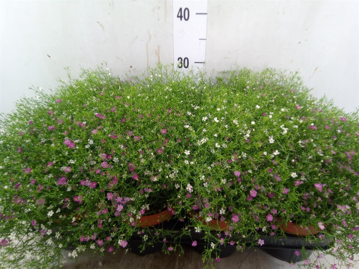 <h4>Gypsophila muralis   ...mix /pot</h4>