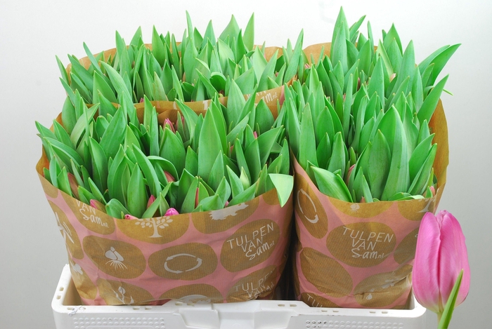 <h4>TU EN JUMBO PINK</h4>