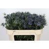 Eryngium Planum